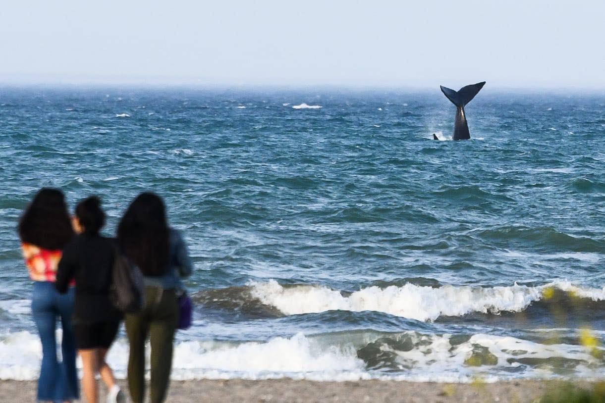 PUERTO MADRYN Funcionarios De Turismo Aseguran Que Esta Temporada De